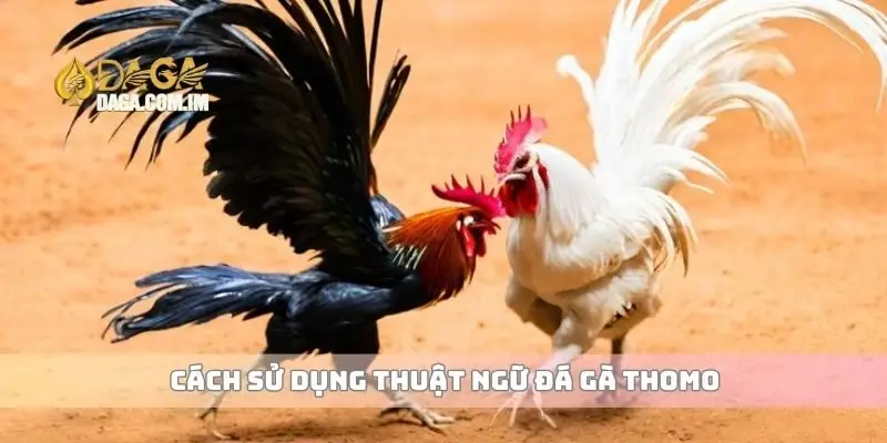 Cách sử dụng thuật ngữ đá gà Thomo