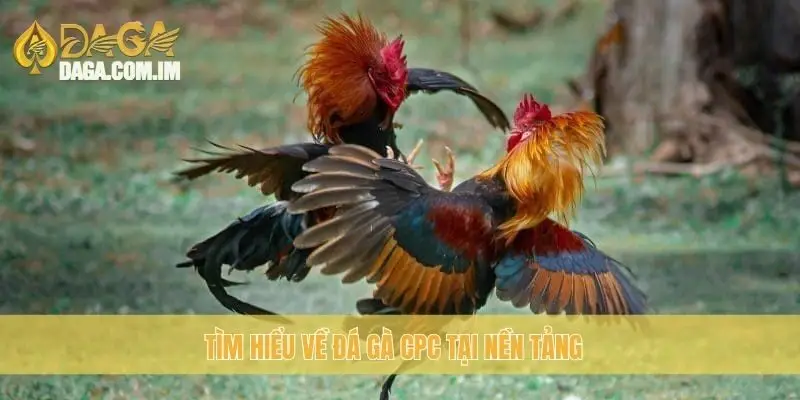 Đá Gà CPC - Kinh Nghiệm Chọn Gà Đá Chất Lượng Cao Từ Daga 1 Tìm hiểu về đá gà CPC tại nền tảng